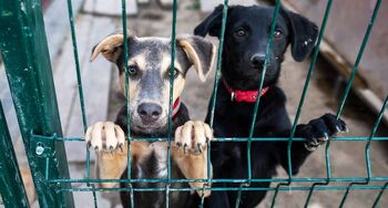 Protección animal