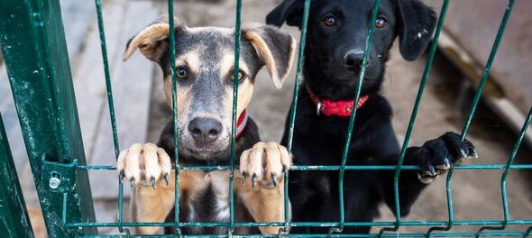 Protección animal