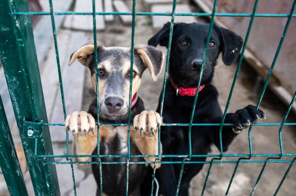 Protección animal