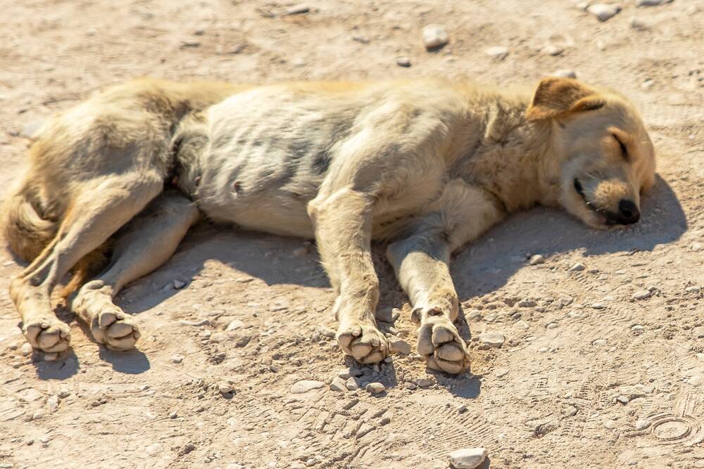 Protección animal