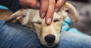 Derechos de los animales