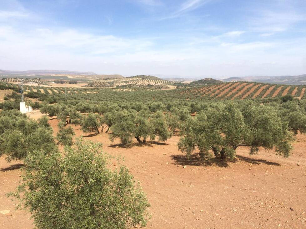 Arrendamientos - Alquilo una finca rústica