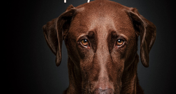 ¿Qué ocurre con las mascotas cuando su dueño fallece?