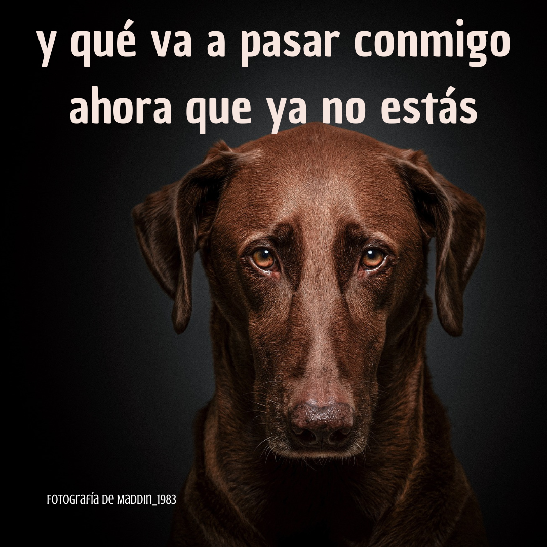 ¿Qué ocurre con las mascotas cuando su dueño fallece?